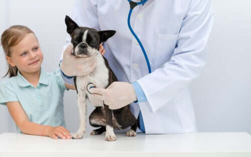 animais que podem ter anorexia