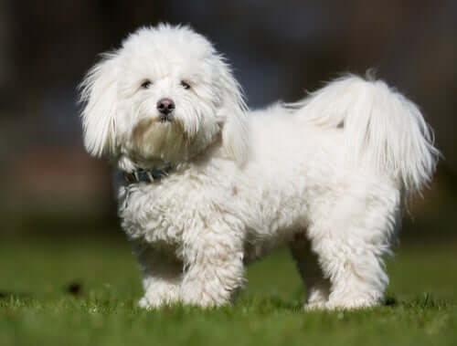 Coton de Tulear