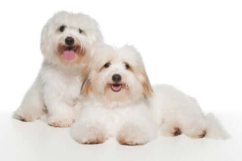 Coton de Tulear