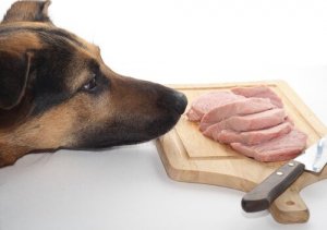 Tudo o que você precisa saber sobre a dieta BARF para cães