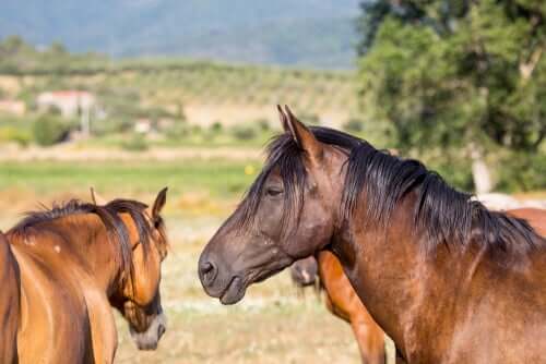 As origens do cavalo Maremmano