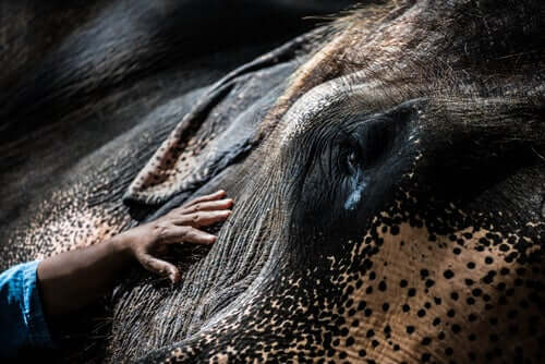 Elefante doente