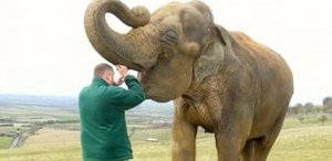 5 doenças virais dos elefantes
