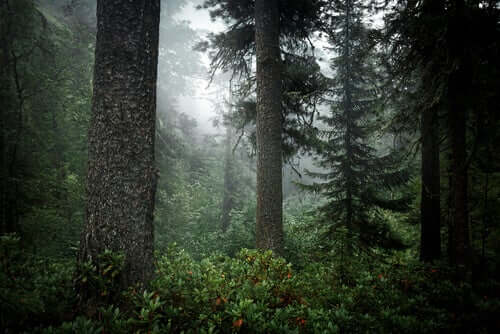 Floresta de taiga