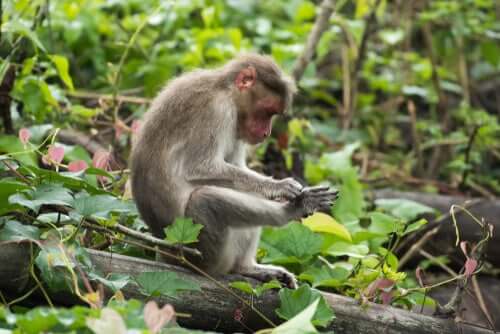 Comportamento da macaca radiata