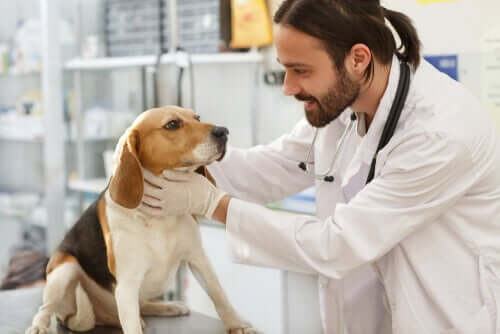 Causas e tratamento do hipotireoidismo em cães