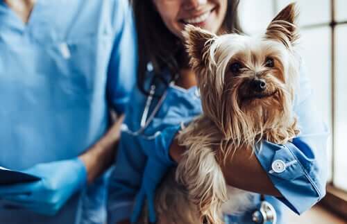 O que causa o hipotireoidismo em cães?
