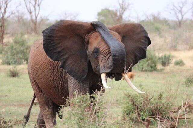 Elefante em seu habitat