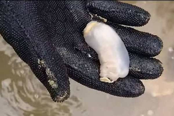 Lithoredo abatanica, não come madeira, mas calcário