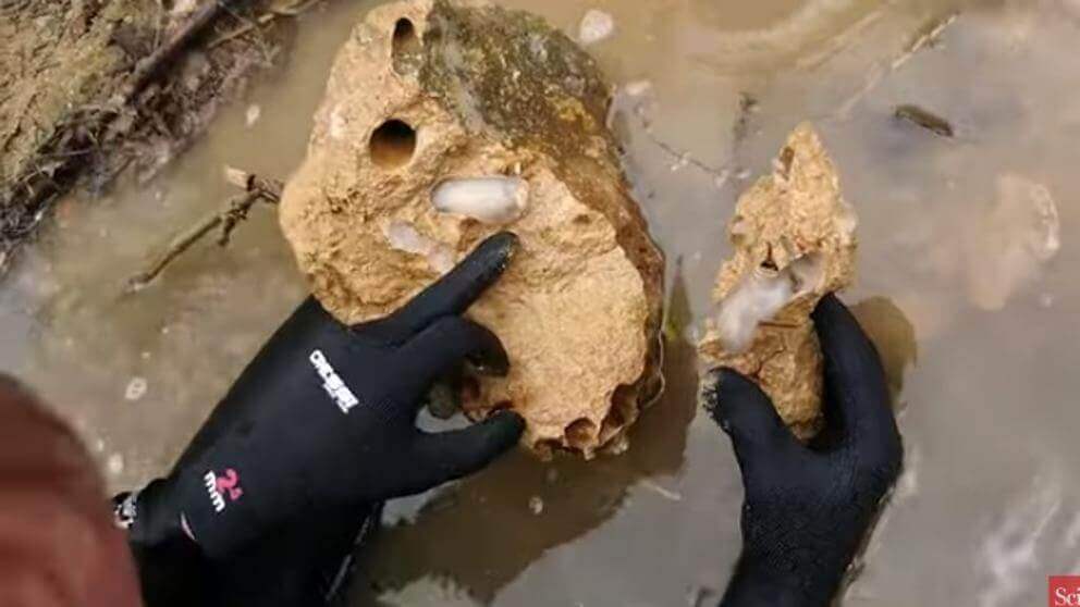 Lithoredo Lithoredo abatanica, o molusco que pode mudar o curso de um rio