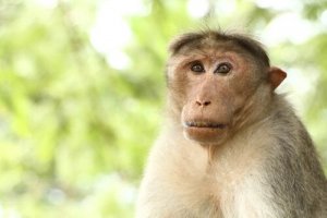 Biologia da macaca radiata