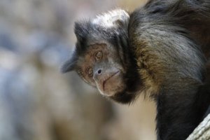 Um centro de resgate de animais está em perigo na Bolívia