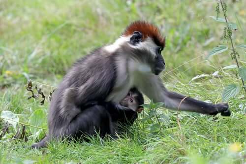 Alimentação e comportamento do mangabey vermelho