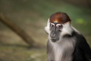 Características do mangabey vermelho