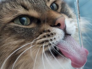 Como corrigir os maus comportamentos do gato