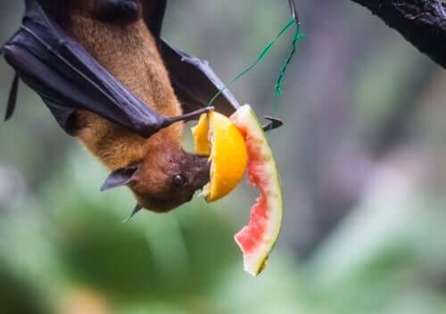 Morcego comendo fruta