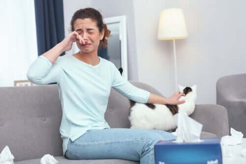 12 dicas para pessoas alérgicas a gatos