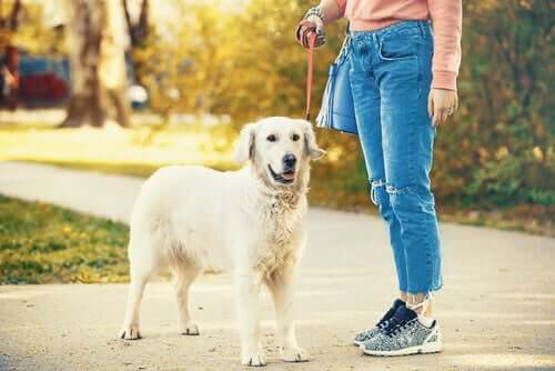 Passear com os animais de estimação durante a quarentena