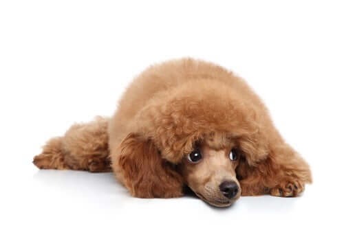 Tratamento da orquite em cães