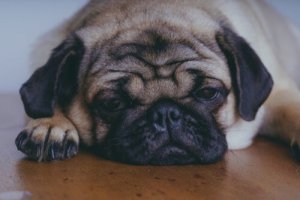 Tratamento da orquite em cães