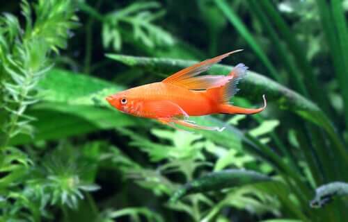 Alimentação do espadinha