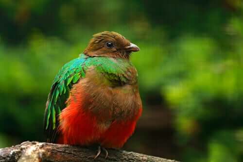 Quetzal-de-cabeça-dourada (P. auriceps)