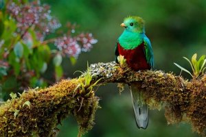 O lendário quetzal da Mesoamérica