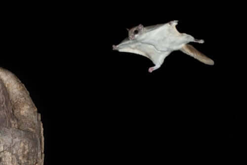 Características dos mamíferos voadores