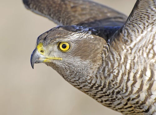 Por que a visão é o sentido mais desenvolvido em aves de rapina