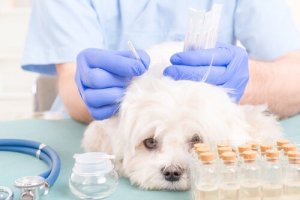 Acupuntura para cães: tudo que você precisa saber