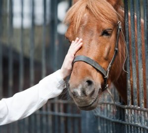 Adotar um cavalo: o que você precisa saber