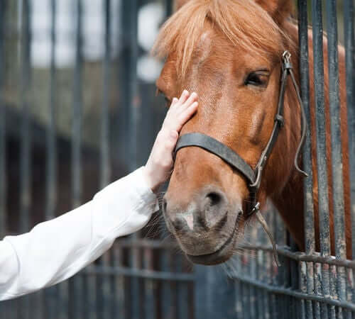 Adotar um cavalo: o que você precisa saber