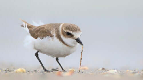 Pássaro se alimentando.