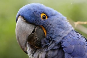 Tipos de arara-azul: conheça três