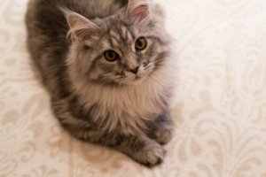 Artrose em gatos: sintomas e tratamento