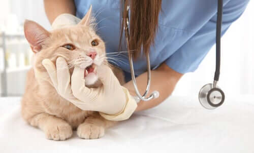 Sintomas gerais da asma felina