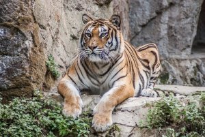 Ataques de tigres a humanos, poucos, mas dramáticos