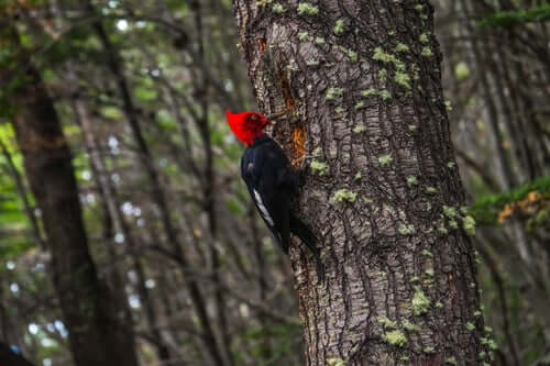 Pica-pau: bico alongado