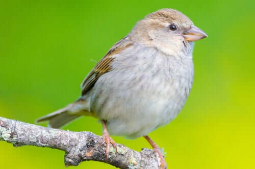 Os diferentes tipos de bico das aves: triangular