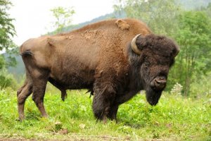 Saiba por que o bisonte-americano já foi o símbolo das Grandes Planícies
