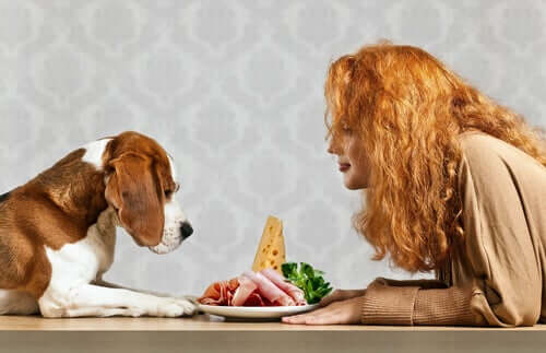 Quais são as necessidades nutricionais dos cães?