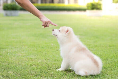 Cachorro de castigo