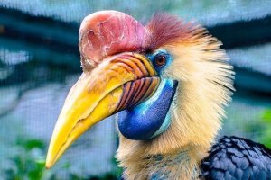 Calau-de-capacete: reprodução e características