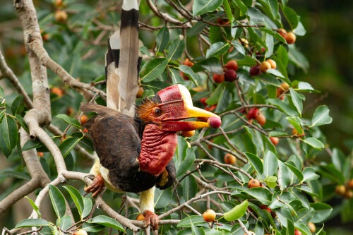 Calau-de-elmo-pregueado, uma das espécies de calau-de-capacete.