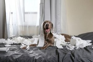 Animais de estimação hiperativos: dicas para lidar com a quarentena