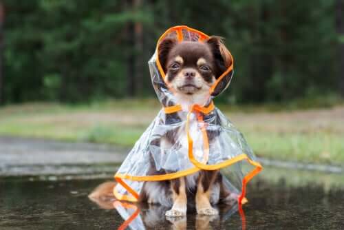 Os cães e o medo da chuva