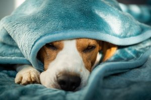 Saúde mental e doença em cães: como tratar?