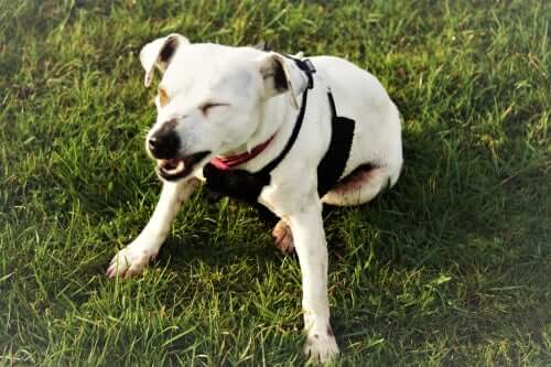 Causas de espirros em cães