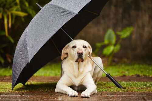 Dicas para se o cão se recusa a sair na chuva