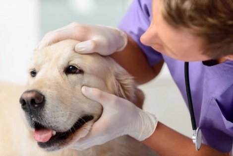 Infecções oculares em cães adultos diferentes tratamentos Meus Animais